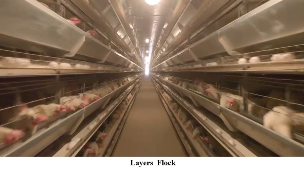 Farato Layers Farm — photo 2