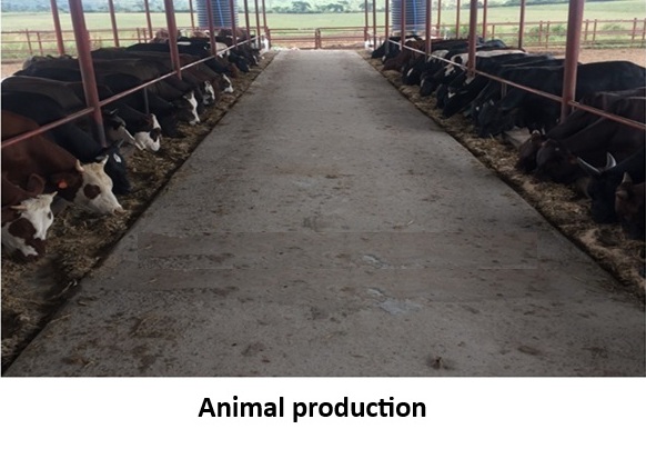 Katonga Farm — photo 3
