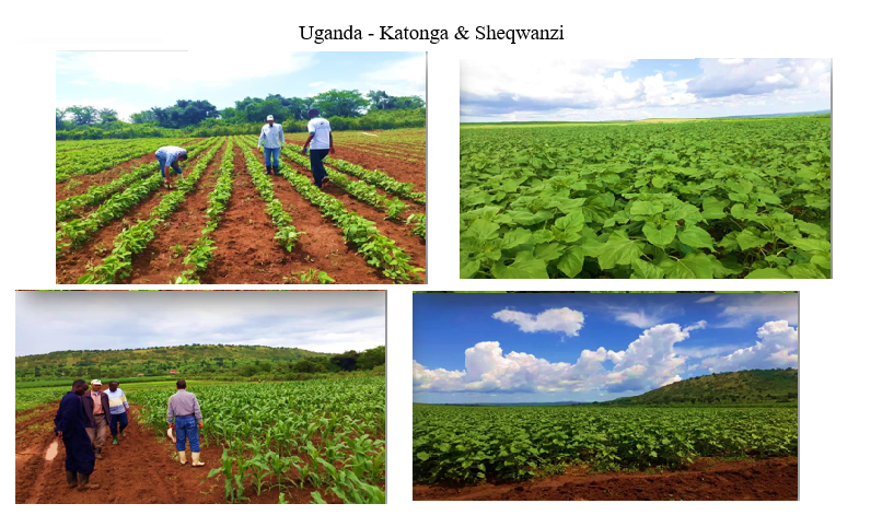 Katonga Farm — photo 1