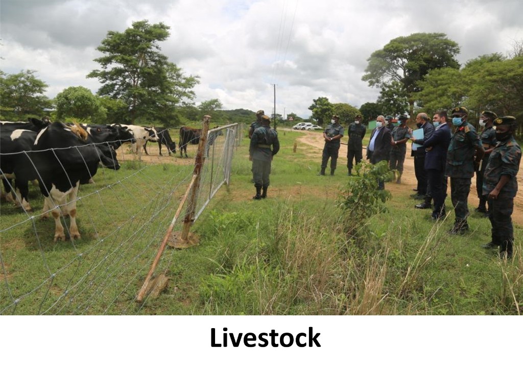 Katonga Farm — photo 4