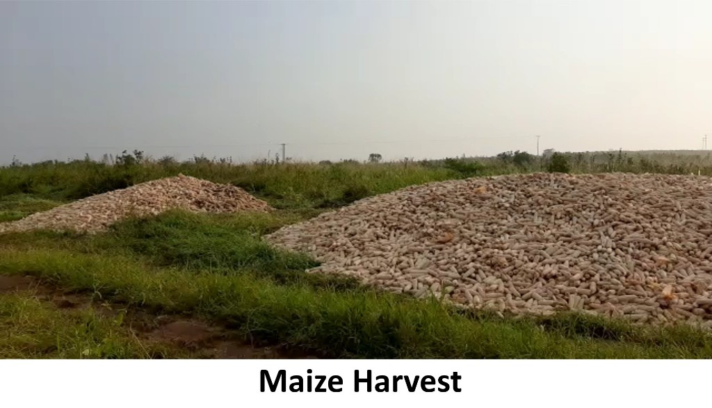 Katonga Farm — photo 2