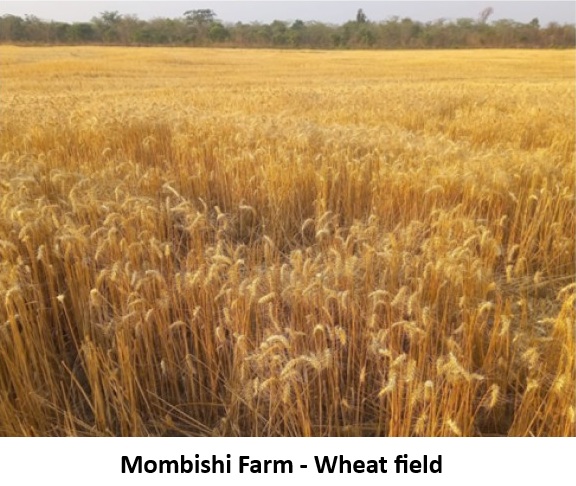 Kabwi and Mombishi farms — photo 3